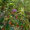 P1010247