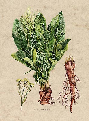 horseradish